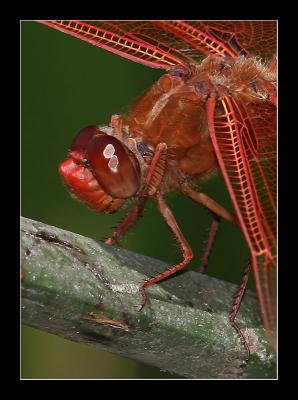 Red Dragonfly e