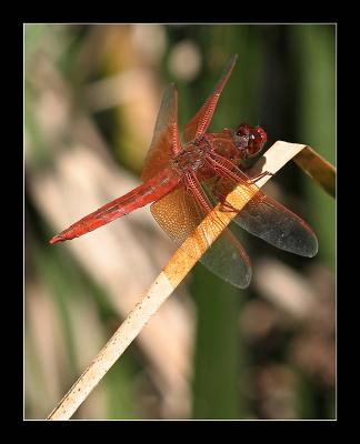 Red Dragonfly f