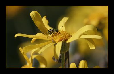 Yellow flower and bug