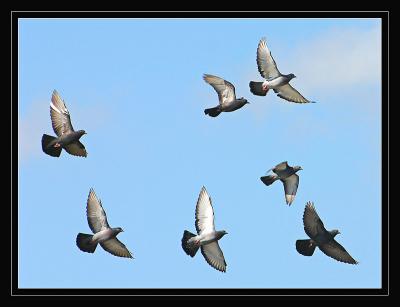 Pidgeons in Flight
