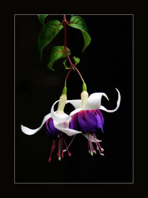 Fushia Purple White