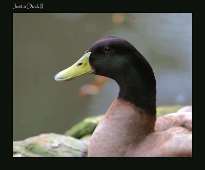Just a Duck II