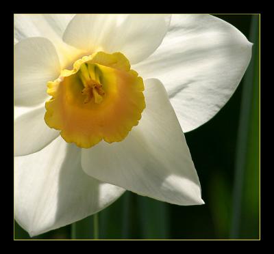 Daffodil a