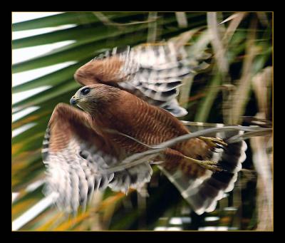 Hawk in Motion