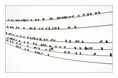Birds on Wire b