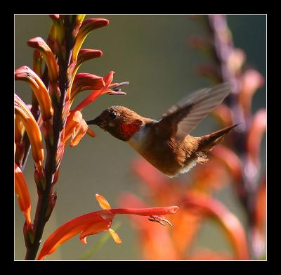 Hummingbird h