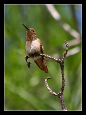 Hummingbird i