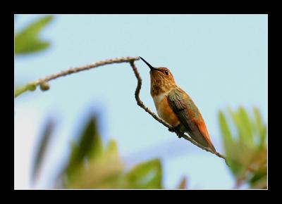 Hummingbird j