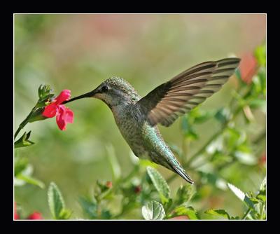 Hummingbird k