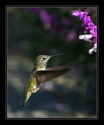 Hummingbird l