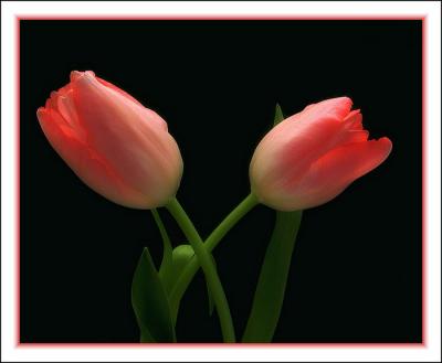 Tulips b