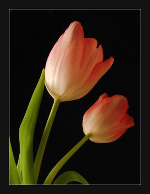 Tulips c