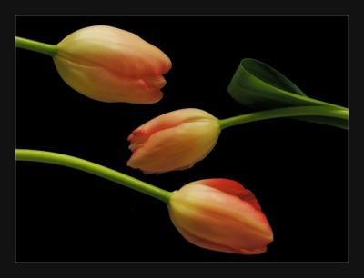 Tulips d