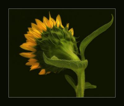 Sunflower c