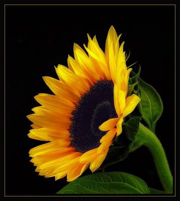 Sunflower a