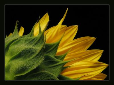 Sunflower b