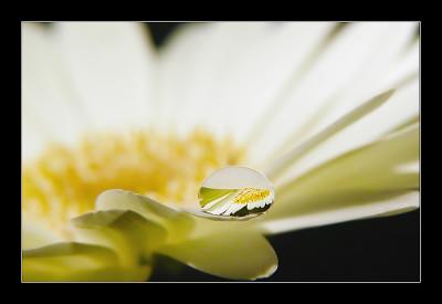 Flower and a Drop b