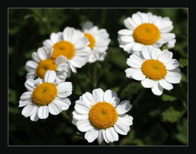 Daisy Cluster