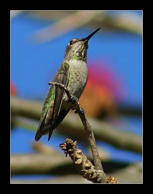 Hummingbird o