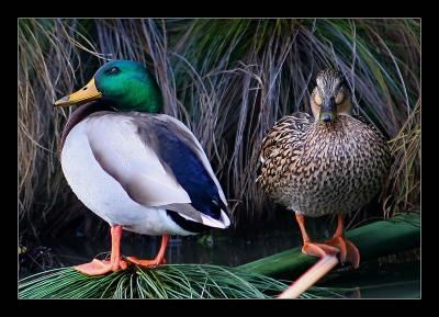 A Duck Couple