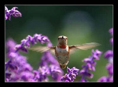 Hummingbird p