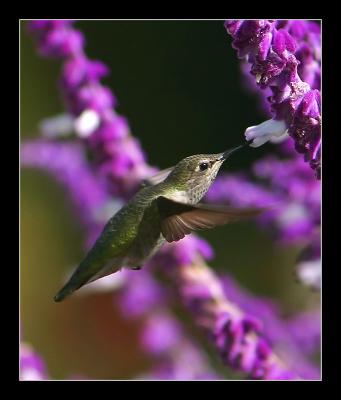 Hummingbird q