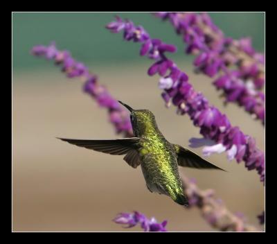 Hummingbird r