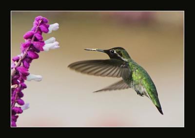 Hummingbird s