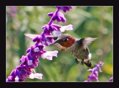 Hummingbird u
