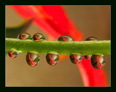 Water Droplets on a Stem