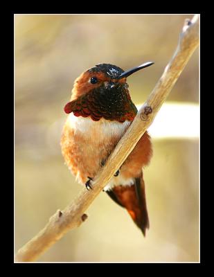 Hummingbird v
