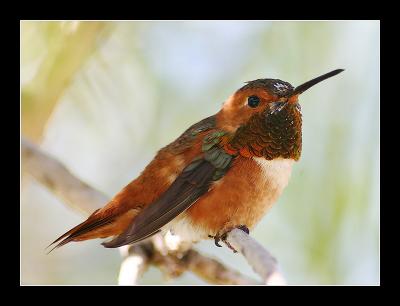 Hummingbird w