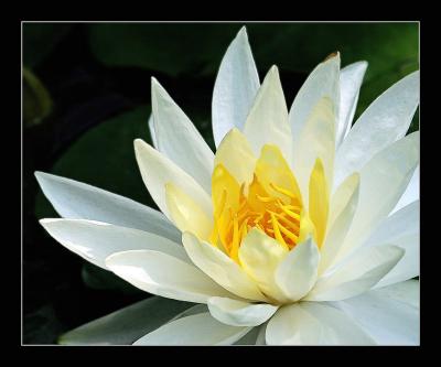 Water Lily
