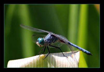 Blue Dragonfly