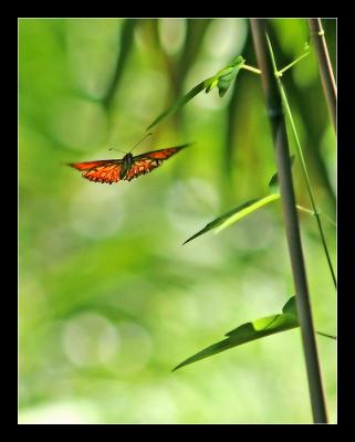 Butterfly In Flight