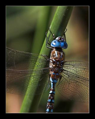 Blue Dragonfly - Close Up