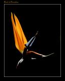 Bird of Paradise II