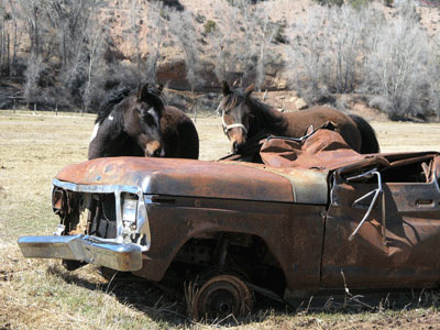Mustangs-and-Junk.jpg