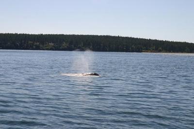gray whale heart blow copy.jpg