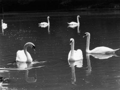 swans-Darlington.jpg