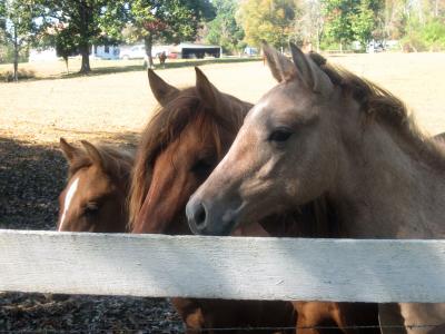 three-horses.jpg