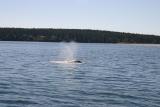 gray whale heart blow copy.jpg