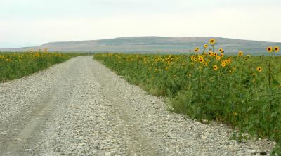 Sunflowers? by road