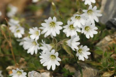 Artic Mouse-Ear Chickweed