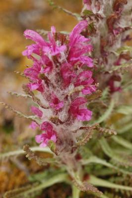 Wolly Lousewort