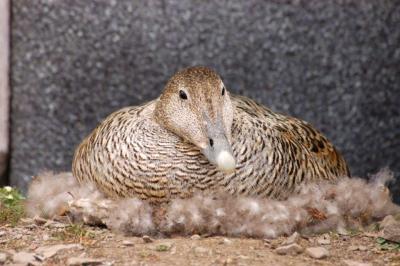Female Eider Duck