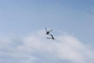 2 Artic Tern