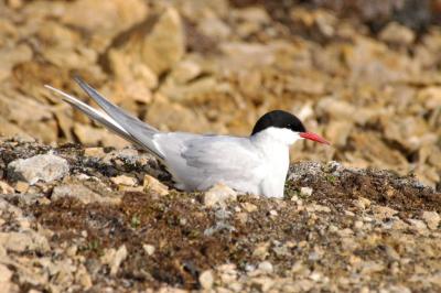 Artic Tern