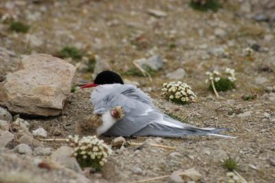 Artic Tern with chicks