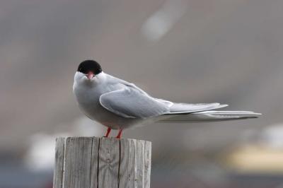 Artic Tern